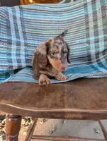 Chunky monkey, a male Miniature Dachshund for sale in Rogers, OH – 4 of 10