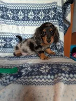 Dapple' Freddie, a male Miniature Dachshund for sale in Rogers, OH – 5 of 9