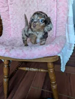 Lily/dapple, a female Miniature Dachshund for sale in Rogers, OH – 7 of 9
