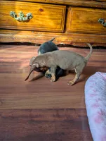 Dede, a female Miniature Dachshund for sale in Rogers, OH – 8 of 10
