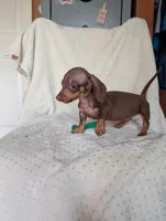 Dede, a female Miniature Dachshund for sale in Rogers, OH – 7 of 10