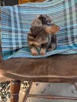 Chunky monkey, a male Miniature Dachshund for sale in Rogers, OH – 5 of 10