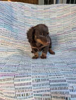 Sugar, a female Miniature Dachshund for sale in Rogers, OH – 4 of 10