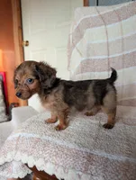 Teacup'red/black dapple, a male Miniature Dachshund for sale in Rogers, OH – 7 of 9