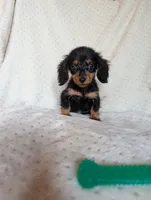 Daphne, a female Miniature Dachshund for sale in Rogers, OH – 5 of 9