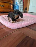 Daphne, a female Miniature Dachshund for sale in Rogers, OH – 3 of 9