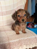 Teacup'red/black dapple, a male Miniature Dachshund for sale in Rogers, OH – 6 of 9