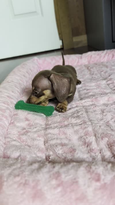 Daphne, a female Miniature Dachshund for sale in Rogers, OH – 9 of 9
