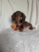 Dude, a male Miniature Dachshund for sale in Rogers, OH – 1 of 9