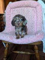 Lily/dapple, a female Miniature Dachshund for sale in Rogers, OH – 6 of 9