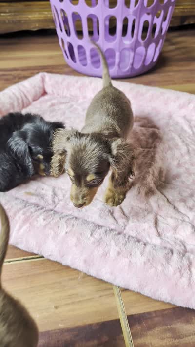 Dot, a male Miniature Dachshund for sale in Rogers, OH – 8 of 9