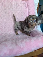 Lily/dapple, a female Miniature Dachshund for sale in Rogers, OH – 5 of 9