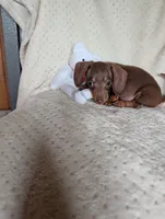 Dash, a male Miniature Dachshund for sale in Rogers, OH – 2 of 7