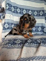Dapple' Freddie, a male Miniature Dachshund for sale in Rogers, OH – 3 of 9