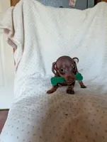 Dede, a female Miniature Dachshund for sale in Rogers, OH – 4 of 10