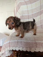 Teacup'red/black dapple, a male Miniature Dachshund for sale in Rogers, OH – 9 of 9