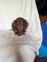 Dude, a male Miniature Dachshund for sale in Rogers, OH – 5 of 9