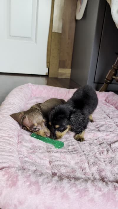 Daphne, a female Miniature Dachshund for sale in Rogers, OH – 8 of 9