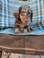 Chunky monkey, a male Miniature Dachshund for sale in Rogers, OH – 3 of 10