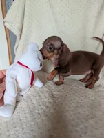 Dash, a male Miniature Dachshund for sale in Rogers, OH – 6 of 7