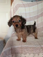 Teacup'red/black dapple, a male Miniature Dachshund for sale in Rogers, OH – 8 of 9