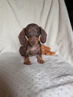 Duke, a male Miniature Dachshund for sale in Rogers, OH – 4 of 10