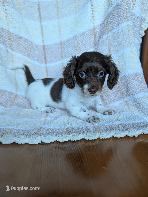 Logan – Miniature Dachshund puppy for sale in Rogers, OH