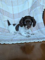 Logan, a male Miniature Dachshund for sale in Rogers, OH – 1 of 9
