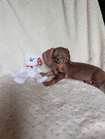 Dash, a male Miniature Dachshund for sale in Rogers, OH – 5 of 7
