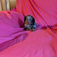 Minnie/dapple, a female Miniature Dachshund for sale in Rogers, OH – Photo 3 of 5