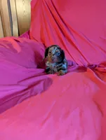 Minnie , a female Miniature Dachshund for sale in Rogers, OH – Photo 3 of 5