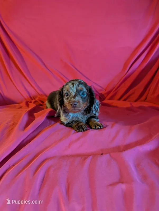 Minnie , a female Miniature Dachshund for sale in Rogers, OH – Photo 1 of 5