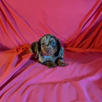 Minnie/dapple, a female Miniature Dachshund for sale in Rogers, OH – Photo 1 of 5