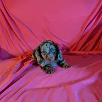 Minnie/dapple, a female Miniature Dachshund for sale in Rogers, OH – Photo 2 of 5