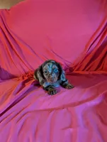 Minnie , a female Miniature Dachshund for sale in Rogers, OH – Photo 2 of 5