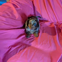 Minnie/dapple, a female Miniature Dachshund for sale in Rogers, OH – Photo 4 of 5