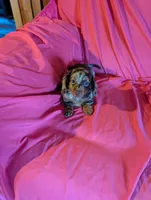 Minnie , a female Miniature Dachshund for sale in Rogers, OH – Photo 4 of 5