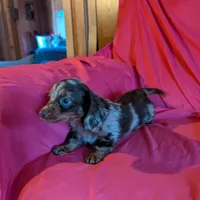 Minnie/dapple, a female Miniature Dachshund for sale in Rogers, OH – Photo 5 of 5