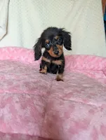 Daphne, a female Miniature Dachshund for sale in Rogers, OH – 4 of 9