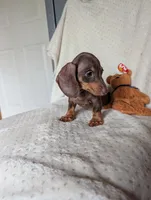 Duke, a male Miniature Dachshund for sale in Rogers, OH – 6 of 10