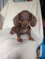 Duke, a male Miniature Dachshund for sale in Rogers, OH – 1 of 10