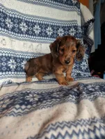 Flint, a female Miniature Dachshund for sale in Rogers, OH – 4 of 6