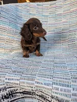 Sugar, a female Miniature Dachshund for sale in Rogers, OH – 2 of 10