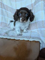 Logan, a male Miniature Dachshund for sale in Rogers, OH – 2 of 9