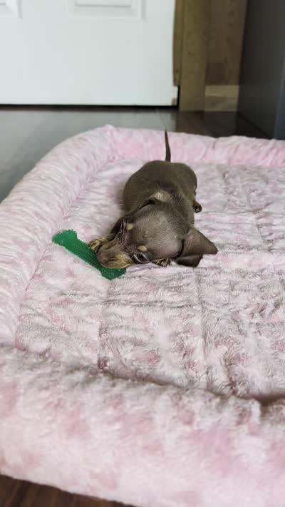 Dede, a female Miniature Dachshund for sale in Rogers, OH – 9 of 10