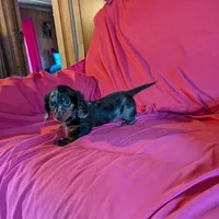 Max/dapple, a male Miniature Dachshund for sale in Rogers, OH – Photo 10 of 10