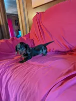 Max, a male Miniature Dachshund for sale in Rogers, OH – Photo 5 of 5