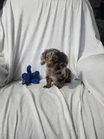 Max/dapple, a male Miniature Dachshund for sale in Rogers, OH – Photo 4 of 10