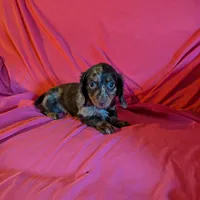Max/dapple, a male Miniature Dachshund for sale in Rogers, OH – Photo 9 of 10