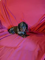 Max, a male Miniature Dachshund for sale in Rogers, OH – Photo 3 of 5